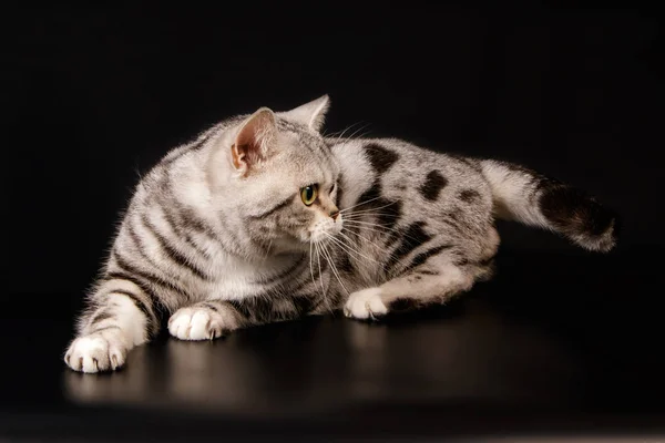 American Shorthair gato en fondos de color — Foto de Stock