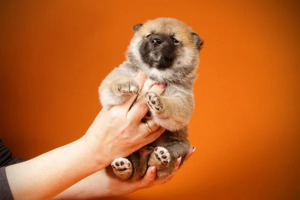 Renkli arka planlar üzerinde Shiba inu