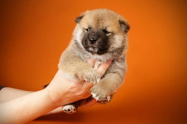 Shiba Inu på färgade bakgrunder — Stockfoto