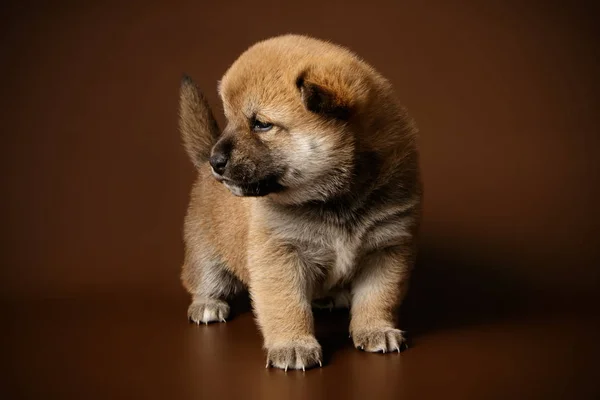 Shiba Inu på färgade bakgrunder — Stockfoto