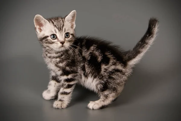 Amerikanische Kurzhaarkatze auf farbigen Hintergründen — Stockfoto