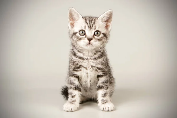 American shorthair cat on colored backgrounds — Stock Photo, Image