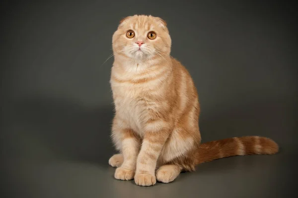 Scottish fold shorthair cat on colored backgrounds — Stock Photo, Image