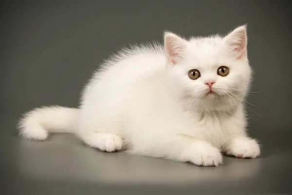 Scozzese gatto stenografia dritto su sfondi colorati — Foto Stock