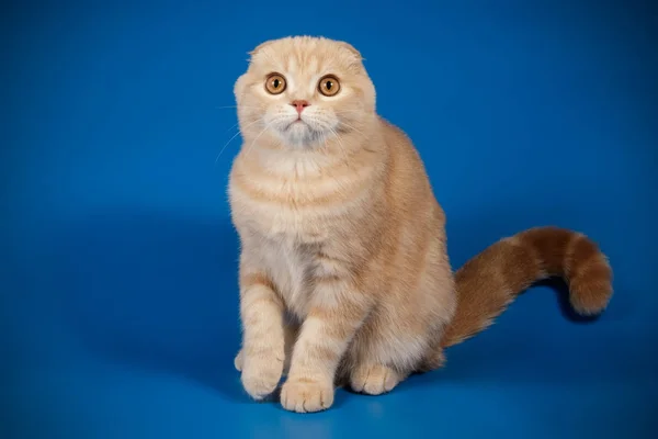 Schottische Falte Kurzhaarkatze auf farbigen Hintergründen — Stockfoto