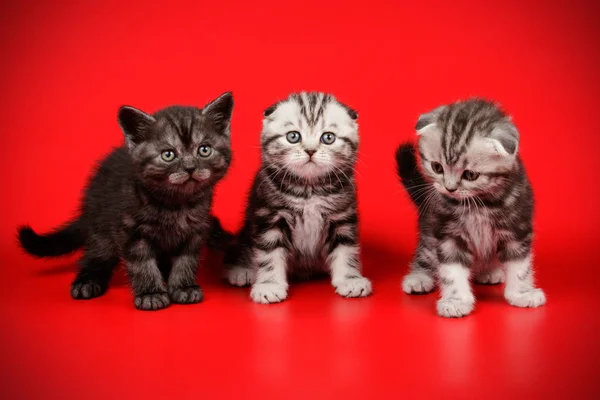 Gato escocês em fundos coloridos — Fotografia de Stock