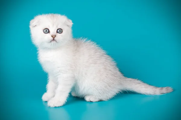 Pliegue escocés taquigrafía gato en fondos de color —  Fotos de Stock