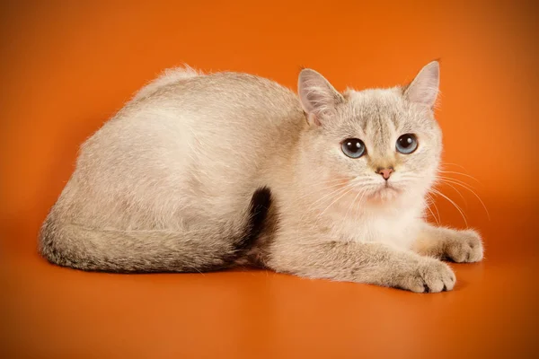 Escocês em linha reta curta gato em fundos coloridos — Fotografia de Stock