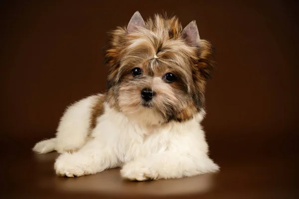 Biewer Yorkshire Terrier em fundos coloridos — Fotografia de Stock