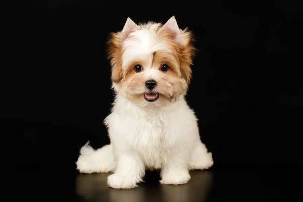 Biewer Yorkshire Terrier su sfondi colorati — Foto Stock