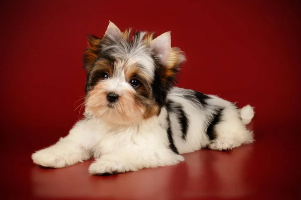 Biewer Yorkshire Terrier em fundos coloridos — Fotografia de Stock