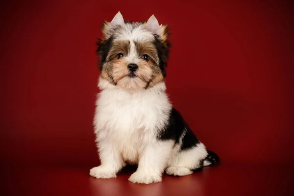 Biewer Yorkshire Terrier a színes hátterek — Stock Fotó