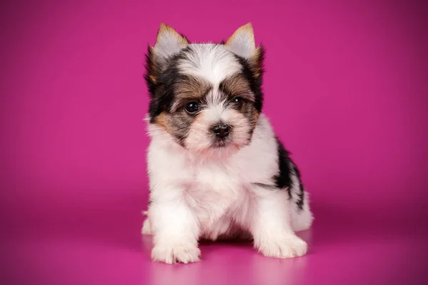 Biewer Yorkshire Terrier su sfondi colorati — Foto Stock