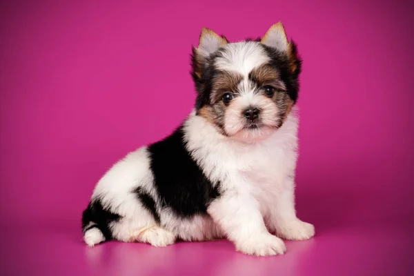 Biewer Yorkshire Terrier su sfondi colorati — Foto Stock