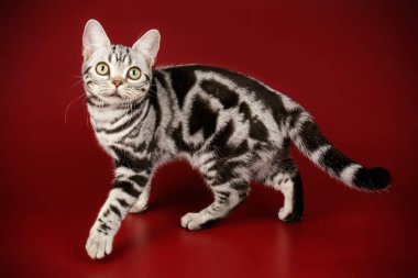 Renkli arka plan üzerinde Amerikalı stenografi kedi