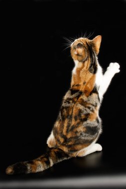 Renkli arka plan üzerinde Amerikalı stenografi kedi