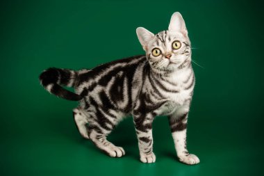 Renkli arka plan üzerinde Amerikalı stenografi kedi