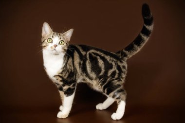 Renkli arka plan üzerinde Amerikalı stenografi kedi