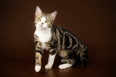 Renkli arka plan üzerinde Amerikalı stenografi kedi