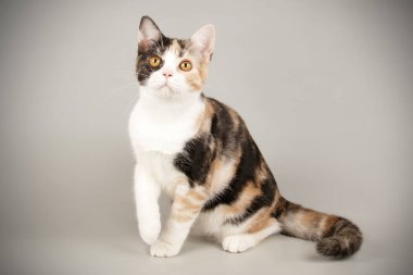 Renkli arka plan üzerinde Amerikalı stenografi kedi