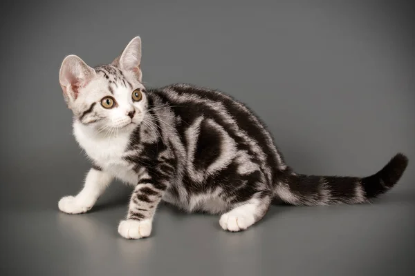 American Shorthair gatto su sfondi colorati — Foto Stock