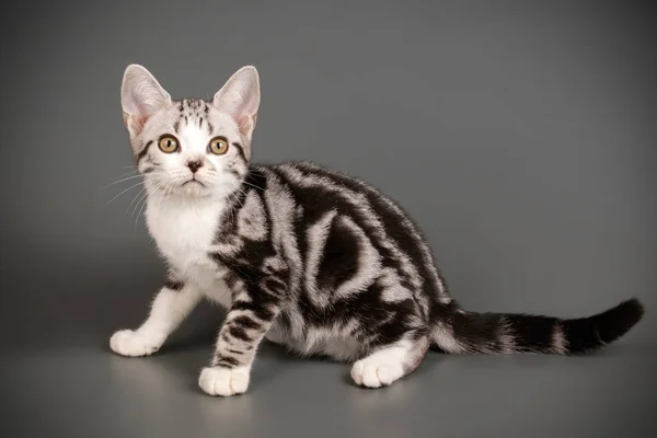 색된 배경에서 미국 Shorthair 고양이 — 스톡 사진