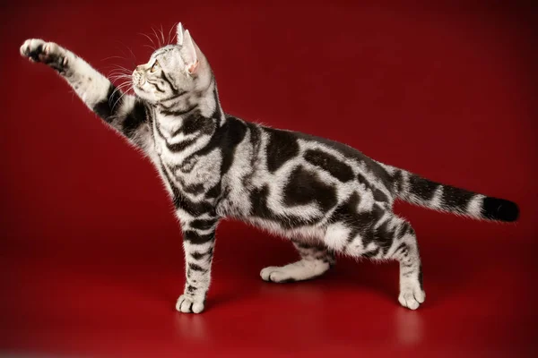 American Shorthair gato em fundos coloridos — Fotografia de Stock