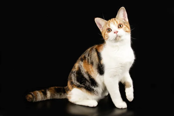 Americká krátkosrstá kočka na barevné pozadí — Stock fotografie