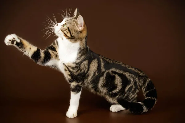彩色背景的美国短毛猫猫 — 图库照片
