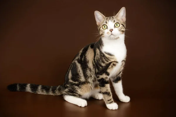 색된 배경에서 미국 Shorthair 고양이 — 스톡 사진