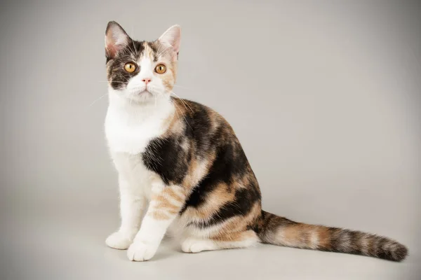 Amerikai Rövidszőrű macska a színes hátterek — Stock Fotó