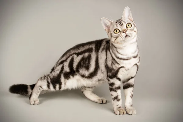 Amerikai Rövidszőrű macska a színes hátterek — Stock Fotó