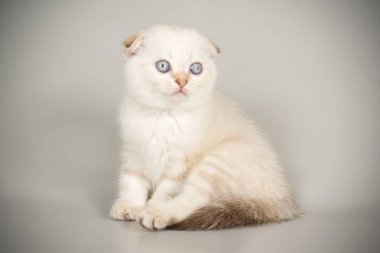 İskoç fold stenografi kedi renkli arka plan üzerinde