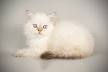 renkli arka plan üzerinde İskoç düz longhair kedi