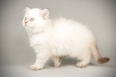 renkli arka plan üzerinde İskoç düz longhair kedi
