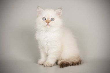 renkli arka plan üzerinde İskoç düz longhair kedi