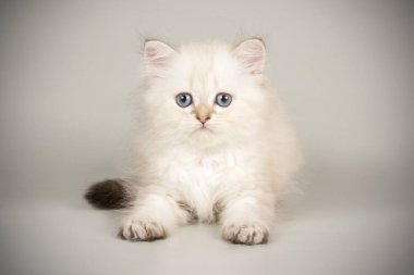 renkli arka plan üzerinde İskoç düz longhair kedi