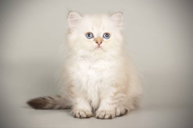 renkli arka plan üzerinde İskoç düz longhair kedi