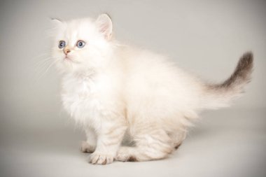 renkli arka plan üzerinde İskoç düz longhair kedi