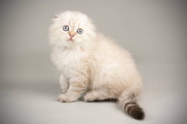 İskoç fold longhair kedi renkli arka plan üzerinde