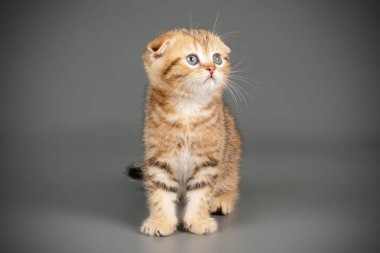 İskoç fold stenografi kedi renkli arka plan üzerinde