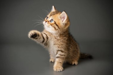 renkli arka plan üzerinde İskoç düz stenografi kedi