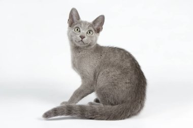 Renkli arka planlar üzerinde Rus mavi kedi