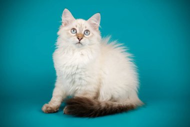 Neva maskeli balo kedi renkli arka plan üzerinde