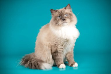 Neva maskeli balo kedi renkli arka plan üzerinde