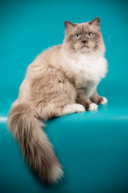 Neva maskeli balo kedi renkli arka plan üzerinde