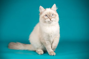 Neva maskeli balo kedi renkli arka plan üzerinde