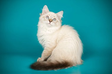 Neva maskeli balo kedi renkli arka plan üzerinde