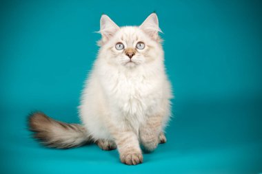 Neva maskeli balo kedi renkli arka plan üzerinde