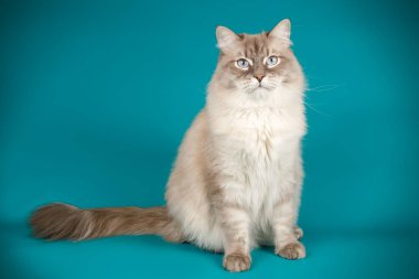 Neva maskeli balo kedi renkli arka plan üzerinde